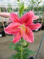 [4334 Barossa VZ No02.JPG]